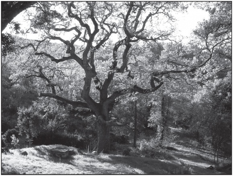 « L’arbre enraciné dans le ciel »